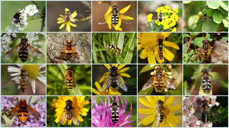 I miei Syrphidae...